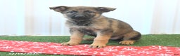German Shepherd dogs for sale: Heidi - Ad 4