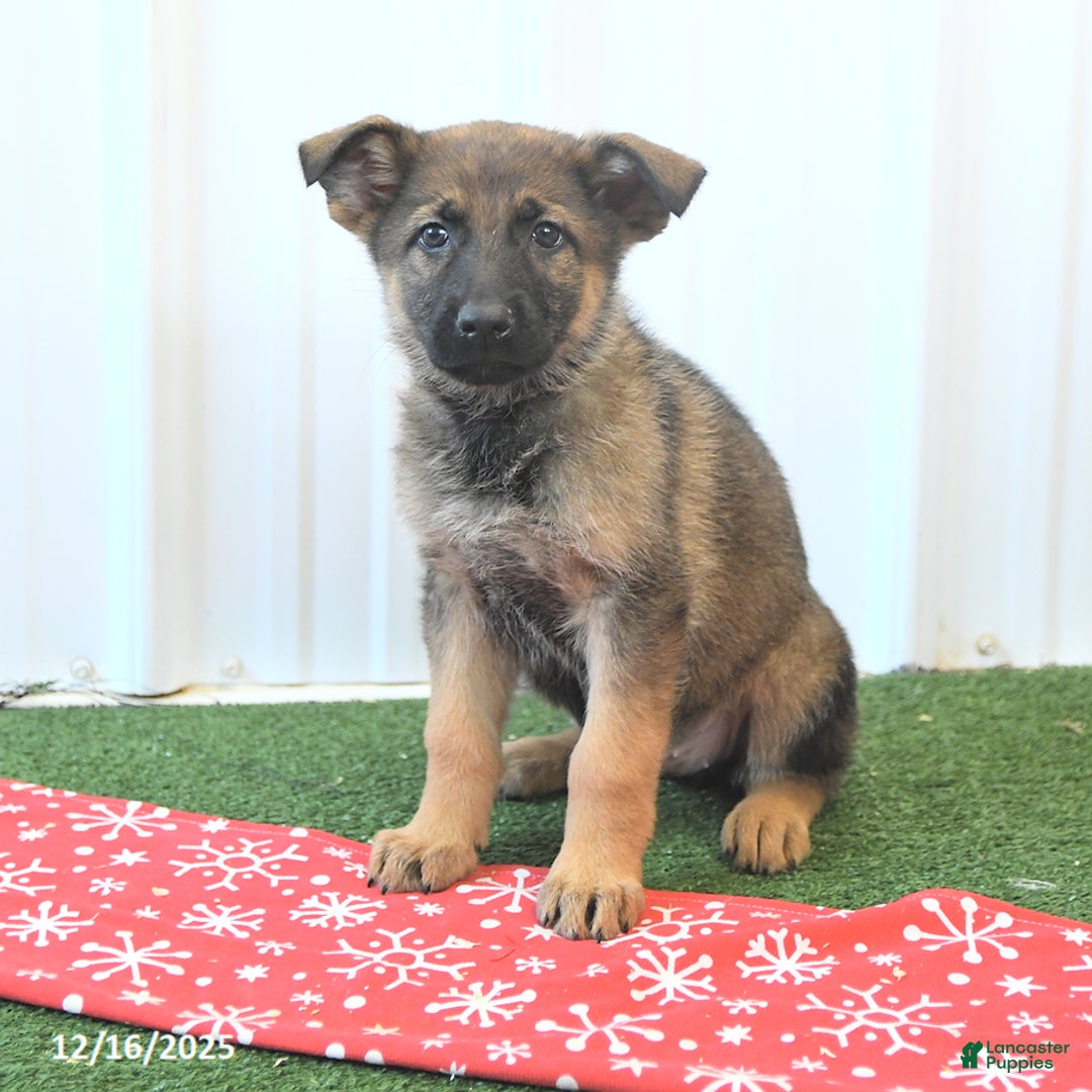 German Shepherd dogs for sale: Heidi - Ad 4