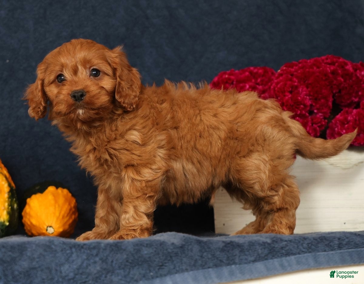 Cavapoo dogs Pluto - Ad 1