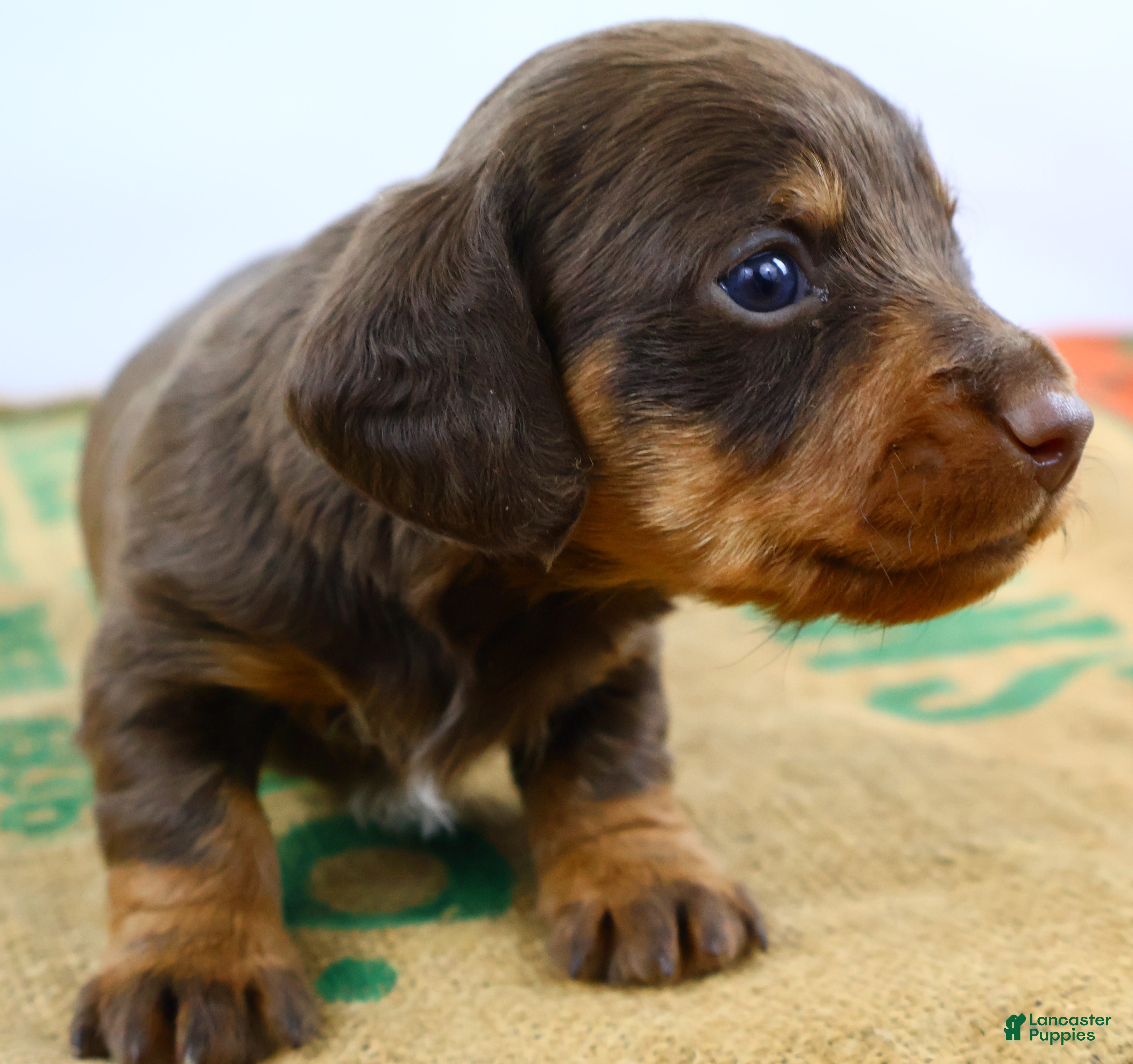 Dachshund dogs Rollo - Ad 35