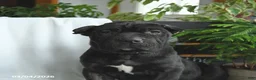 Cane Corso dogs for sale: Bear - Ad 5