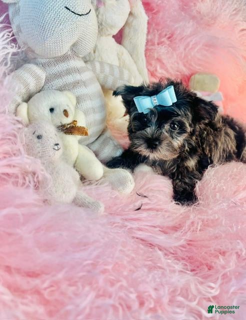 Yorkshire Terrier dogs Merle Yorkshire Terrier  - Ad 33
