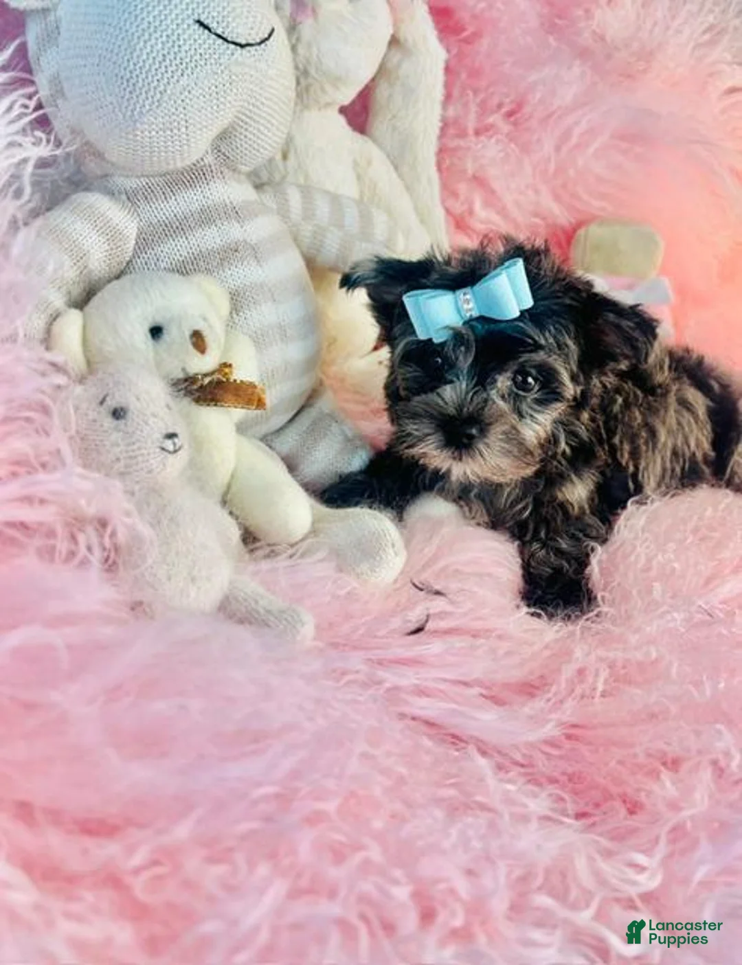 Yorkshire Terrier dogs for sale: Merle Yorkshire Terrier  - Ad 1