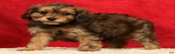 Cavapoo dogs for sale: Timmy - Ad 3