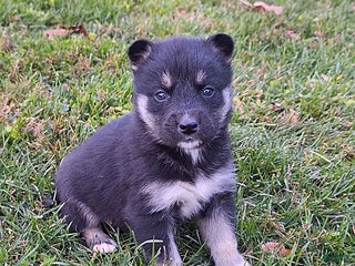 Gerberian Shepsky dogs Bear - Ad 13