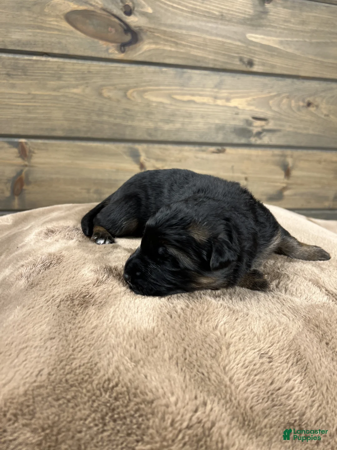 German Shepherd dogs for sale: Coast - Ad 2