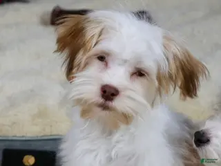 Havanese dogs Eggnog - Ad 34