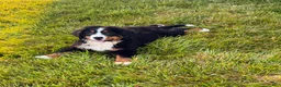 Bernese Mountain Dog dogs for sale: Roxy - Ad 3