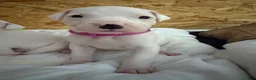 Dogo Argentino dogs for sale: Purple pink collar female  - Ad 6