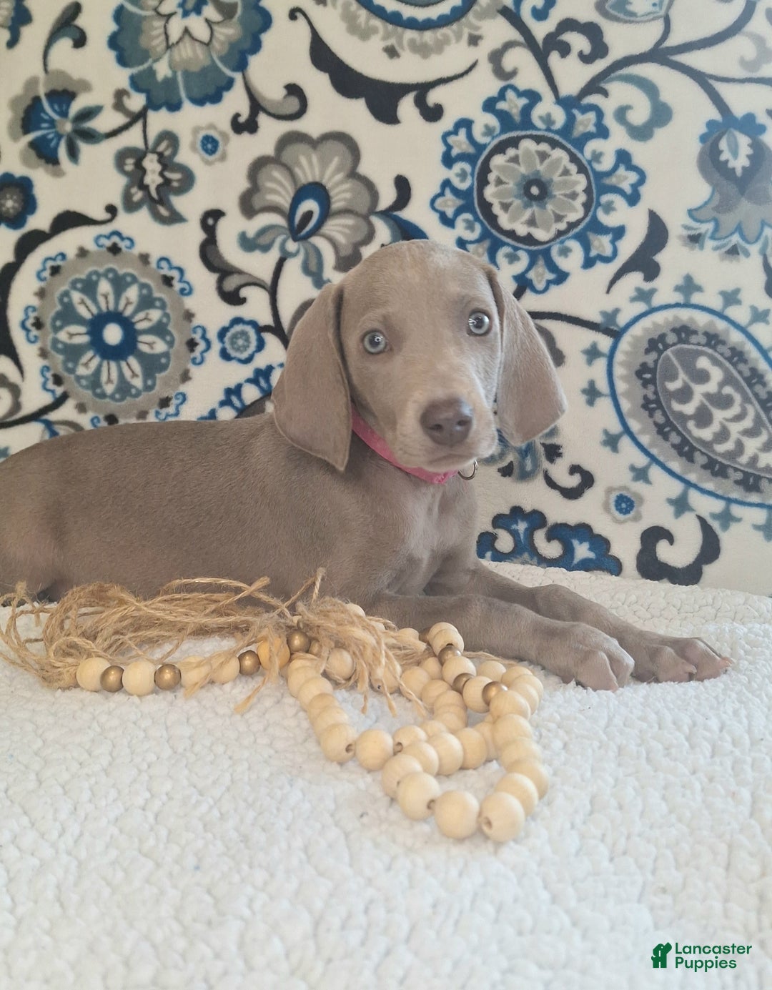 Weimaraner dogs for sale: Piper - Ad 15