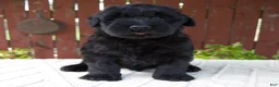 Giant Schnauzer dogs for sale: Theodore - Ad 1