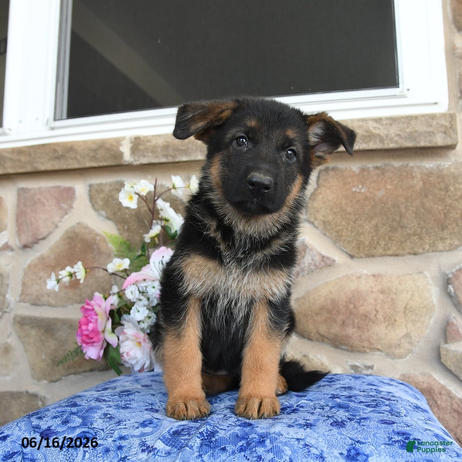 German Shepherd dogs Saffron - Ad 2