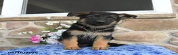 German Shepherd dogs for sale: Saffron - Ad 2