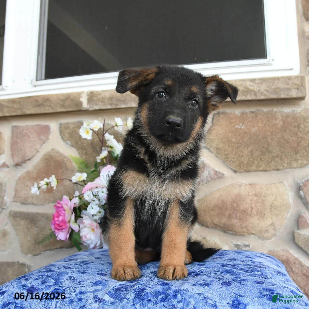 German Shepherd dogs for sale: Saffron - Ad 2