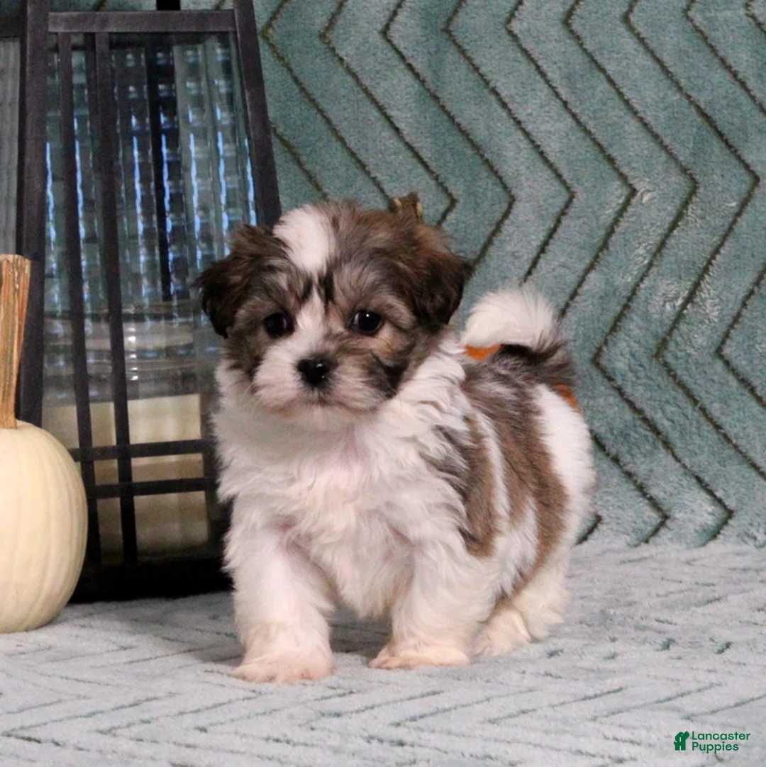 Teddy Bear dogs for sale: Ida - Ad 5