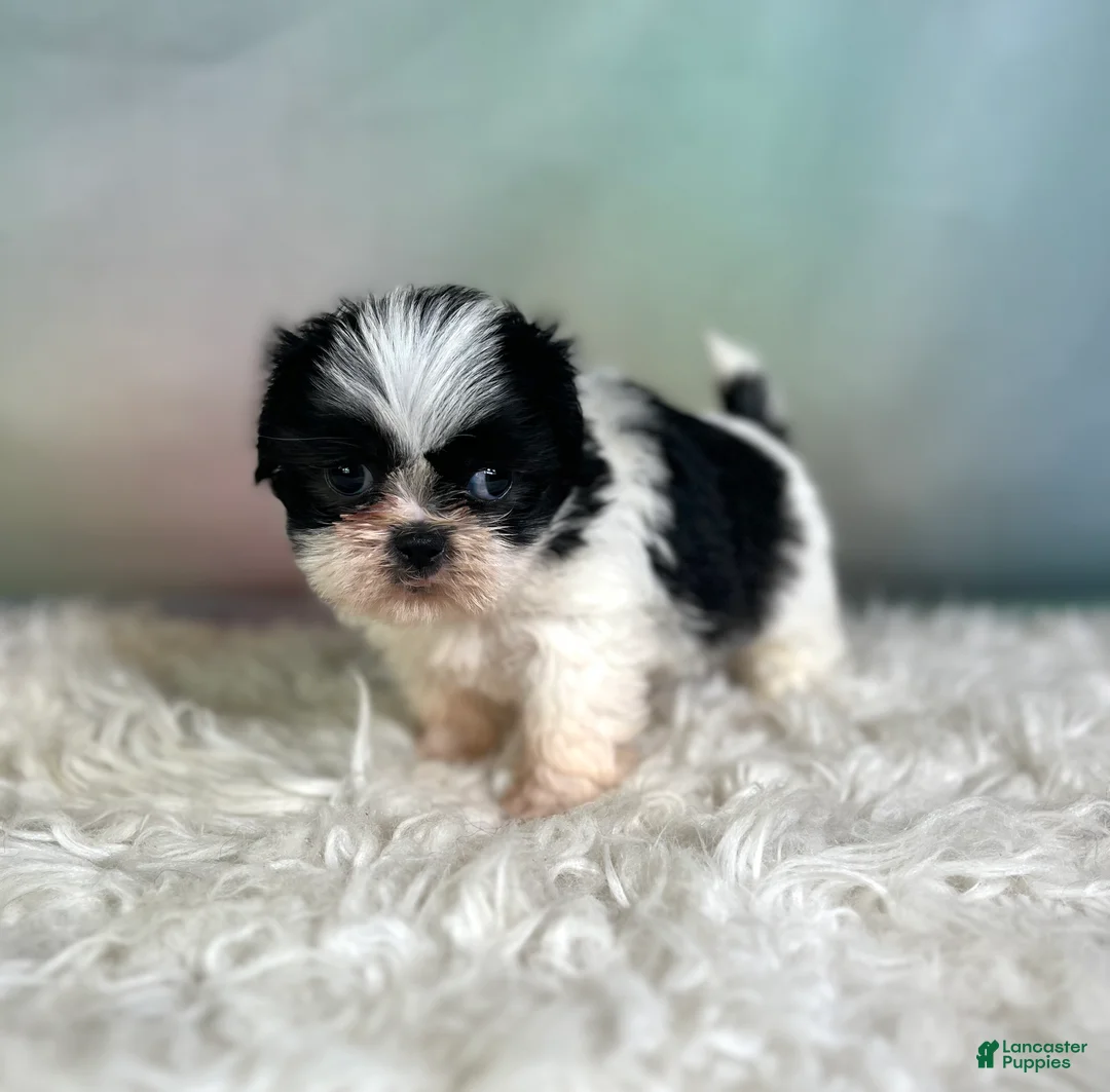 Teddy Bear dogs for sale: Onyx - Ad 6