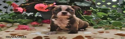 Boston Terrier dogs for sale: Leo - Ad 1