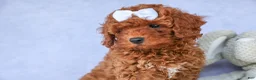 Cavapoo dogs for sale: TASHA - Ad 8