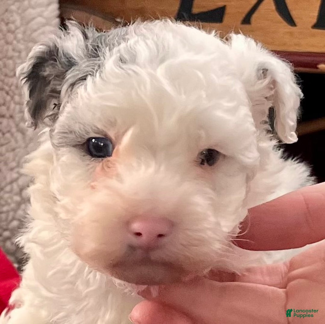 Toy Poodle dogs for sale: Sammy❤️🐾Akc Tiny Toy❤️6lb mom and dad ❤️Call 6209323946 - Ad 3