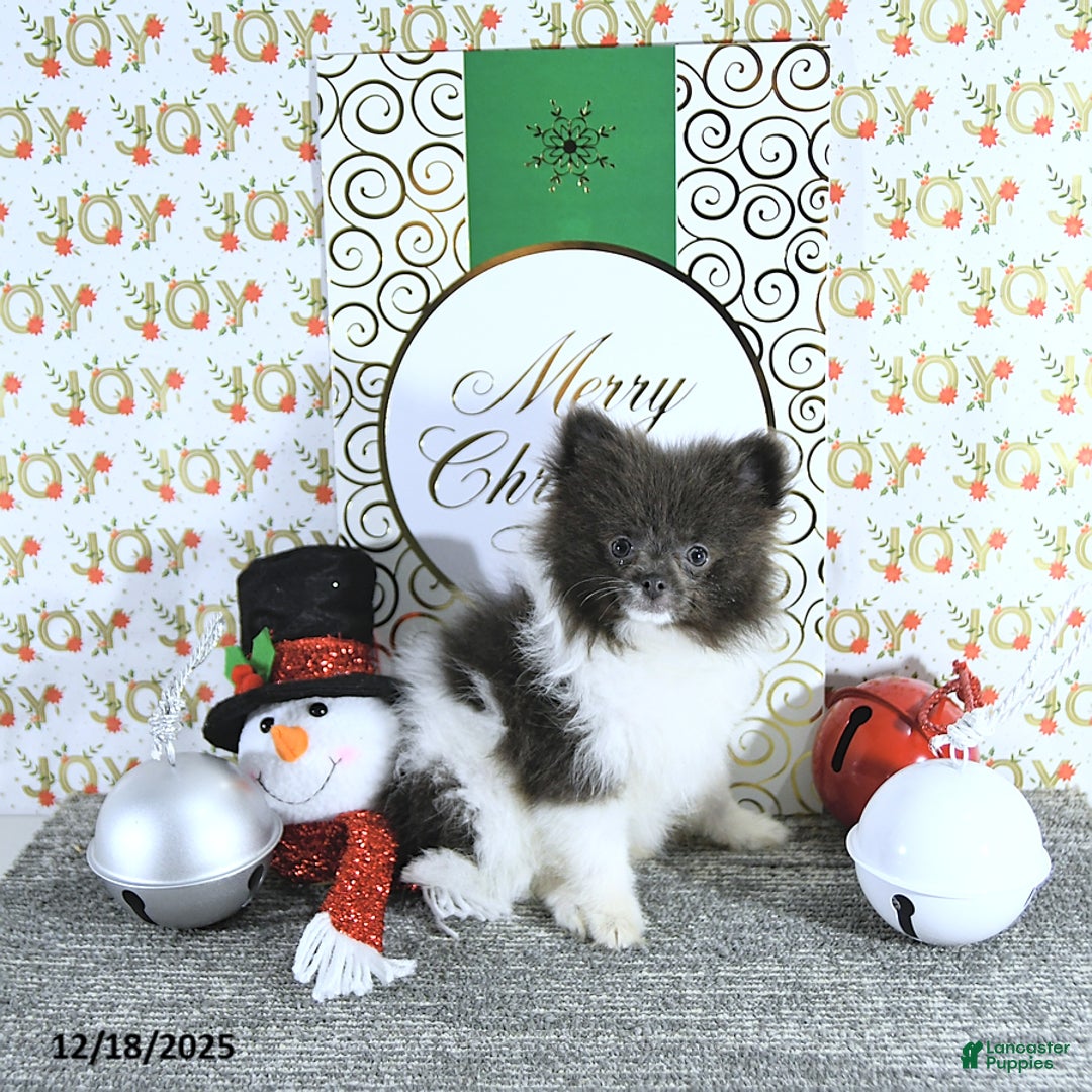 Pomeranian dogs for sale: Lana - Ad 10