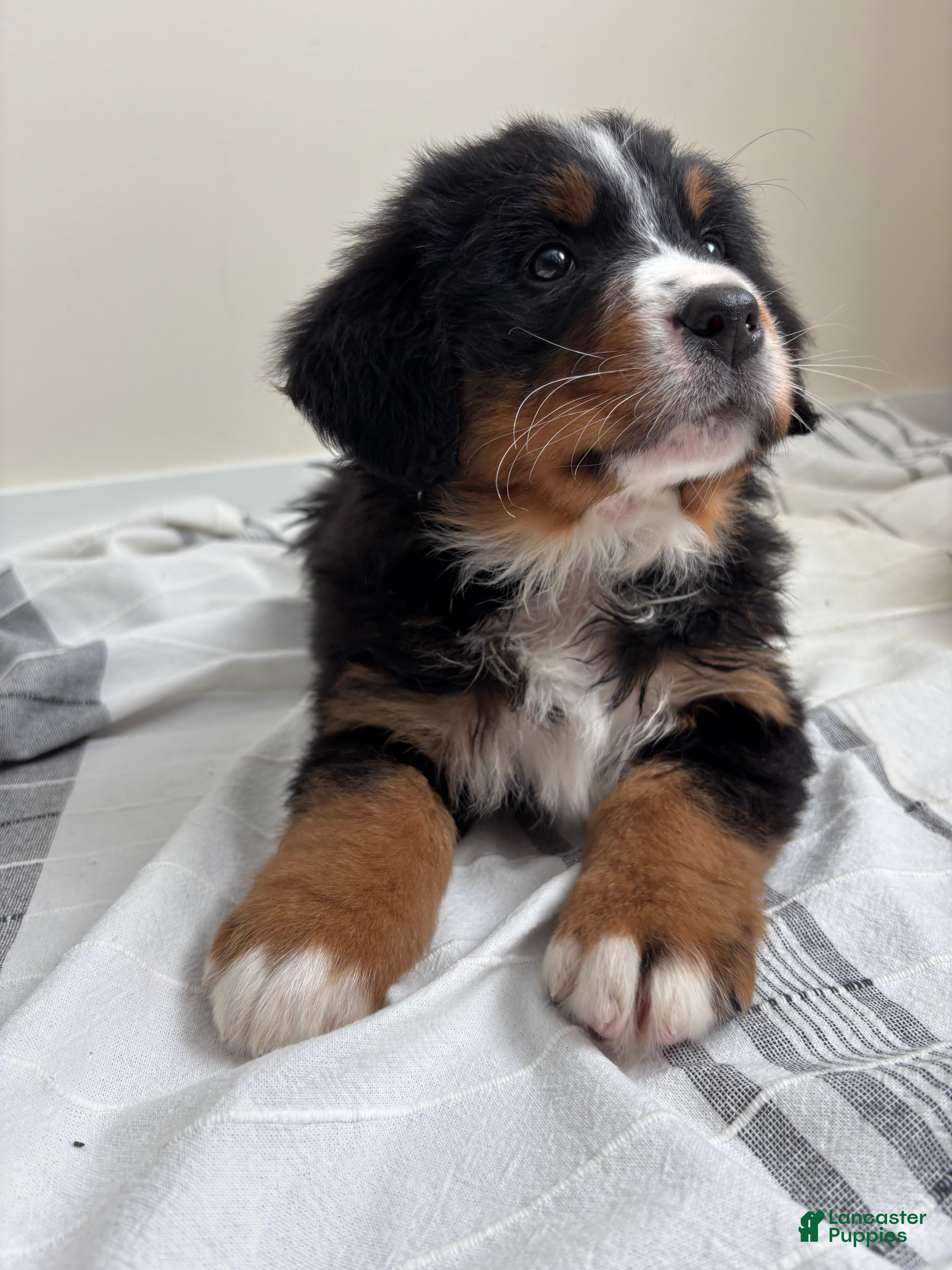 Bernese Mountain Dog dogs CC - Ad 41