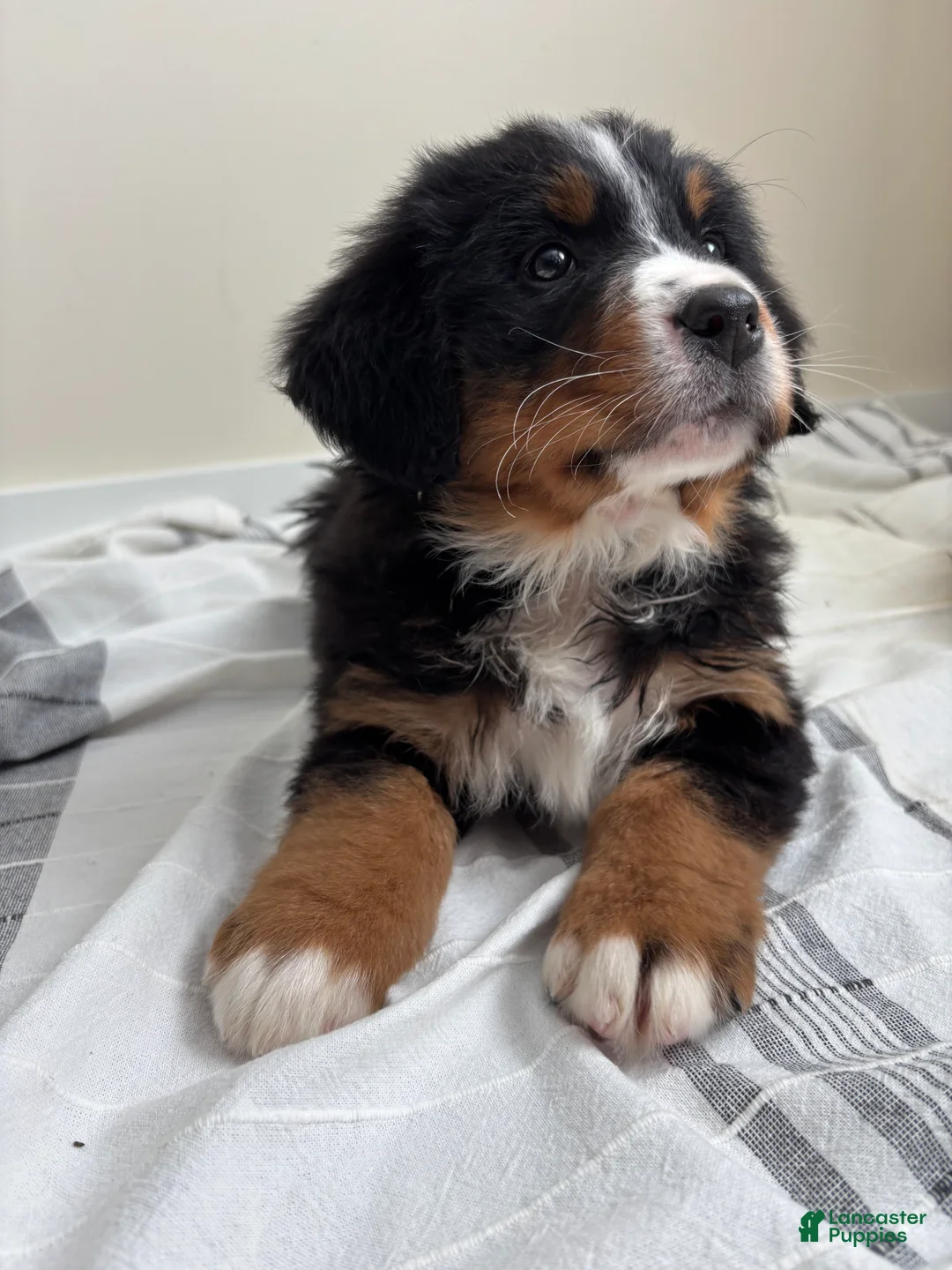 Bernese Mountain Dog dogs for sale: CC - Ad 2