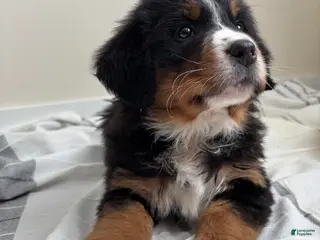 Bernese Mountain Dog dogs CC - Ad 41