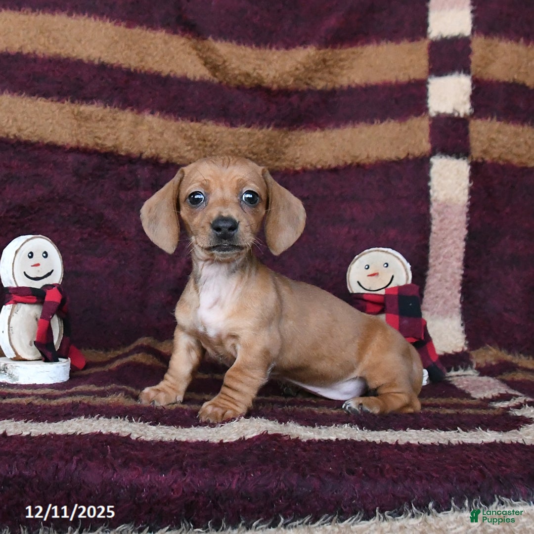 Dachshund dogs for sale: Chili - Ad 2