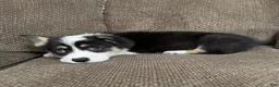 Welsh Corgi Pembroke dogs for sale: Chip - Ad 2