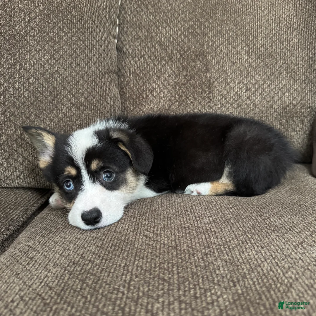 Welsh Corgi Pembroke dogs for sale: Chip - Ad 2