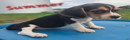 Beagle dogs for sale: SUMMER - Ad 1