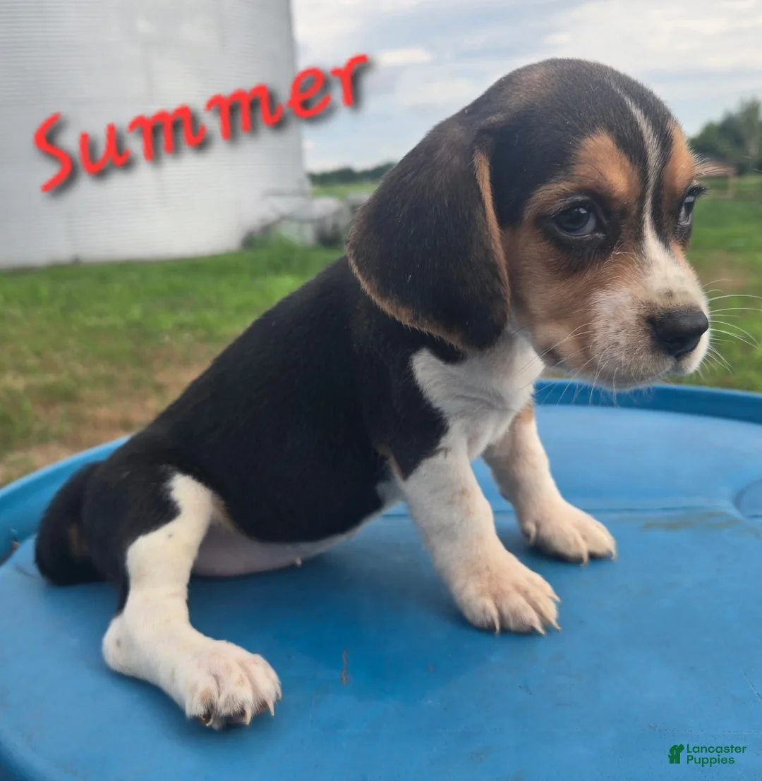 Beagle dogs for sale: SUMMER - Ad 1