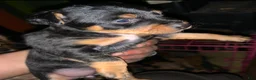Yorkshire Terrier dogs for sale: Yorkshire Terrier 5 - Ad 1