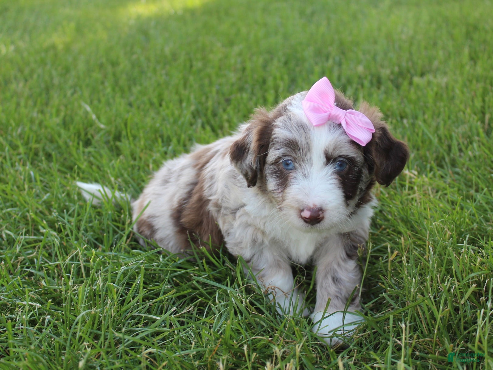 Mini Aussiedoodle dogs for sale: June 🎀 - Ad 5