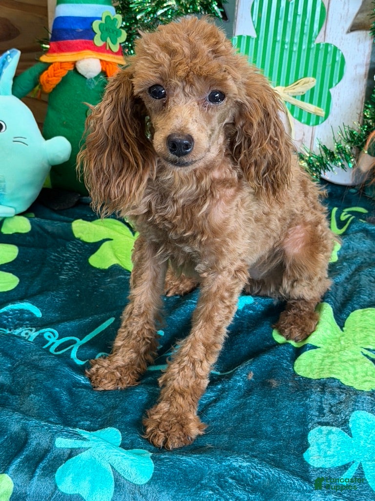 Toy Poodle dogs Rosey - Ad 14