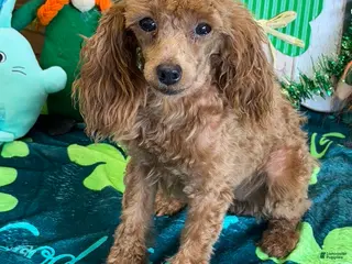 Toy Poodle dogs Rosey - Ad 14