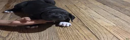 Mixed Breed dogs for sale: Mixed Breed 9 - Ad 2