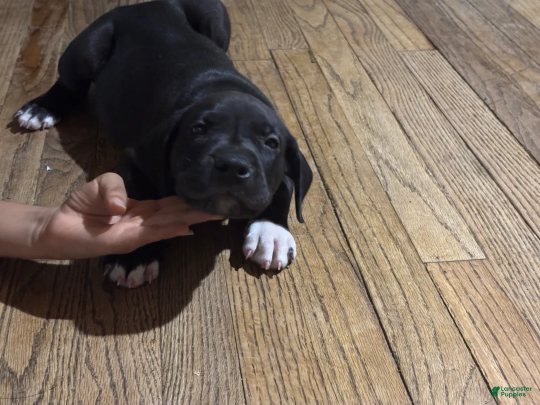 Mixed Breed dogs for sale: Mixed Breed 9 - Ad 2
