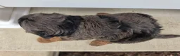 Cavapoo dogs for sale: Bella - Ad 2