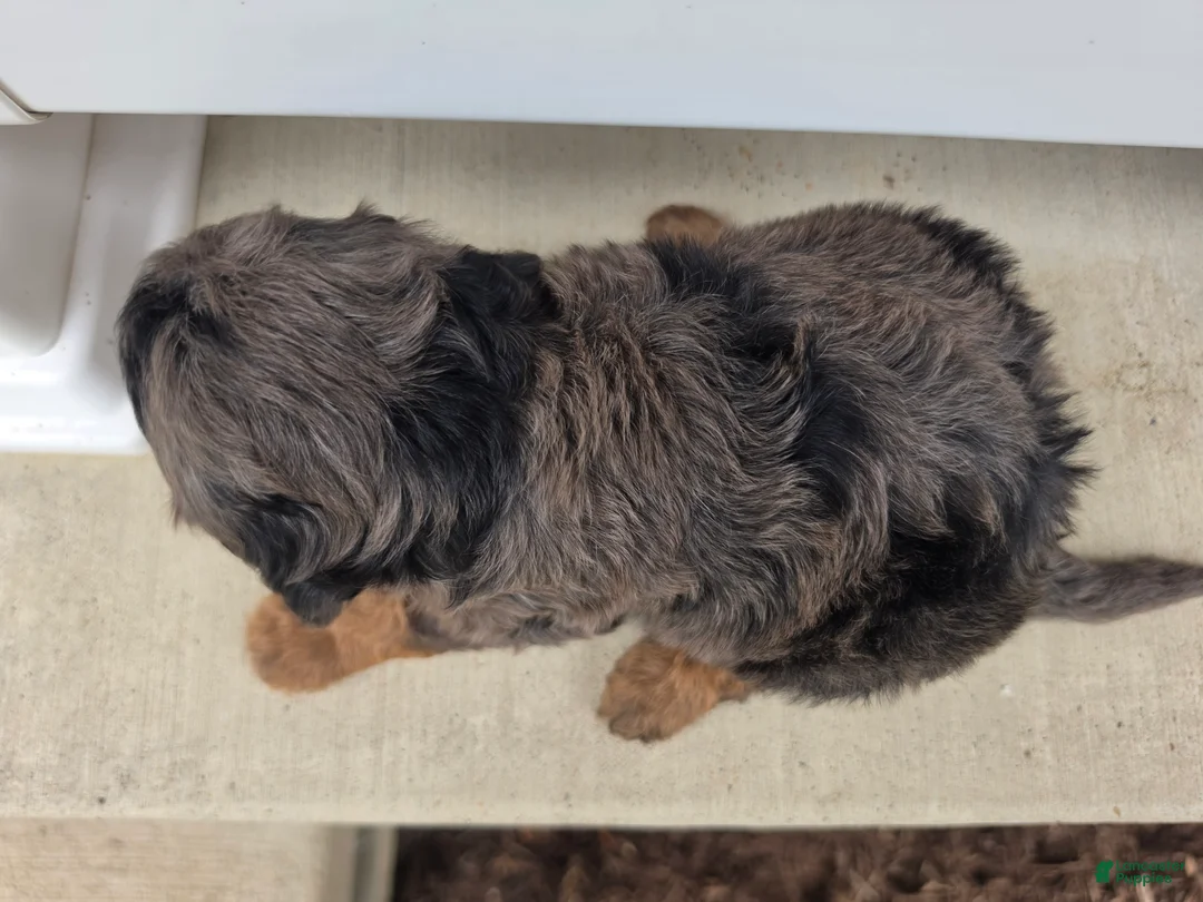 Cavapoo dogs for sale: Bella - Ad 2