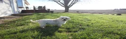 Cavachon dogs for sale: Dahlia - Ad 5