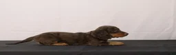 Dachshund dogs for sale: Leo - Ad 7