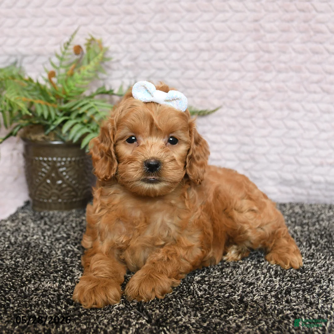 Cockapoo dogs for sale: Roxy - Ad 2