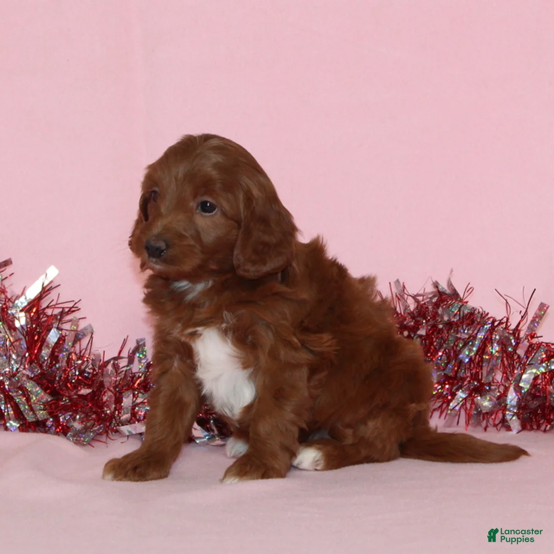 Mini Goldendoodle dogs for sale: Amy - Ad 4