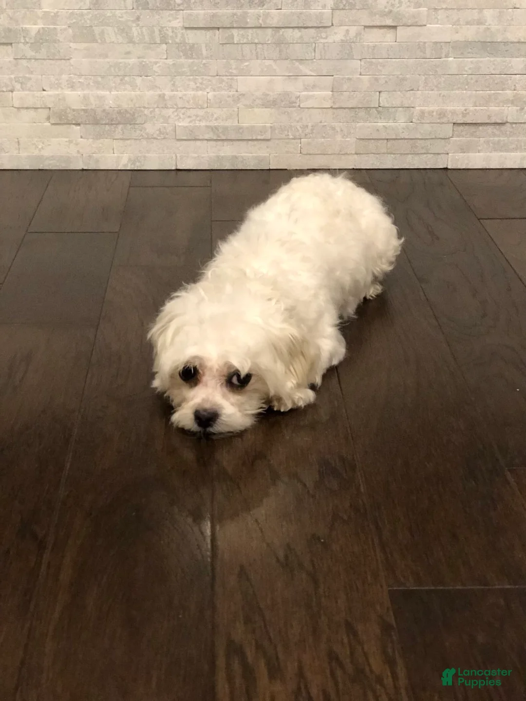 Maltese dogs for sale: Max - Ad 5