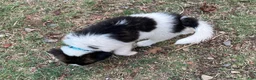 Mixed Breed dogs for sale: Mixed Breed Puppy #4 - Ad 3
