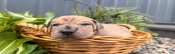 Great Dane dogs for sale: Spotty - Ad 4