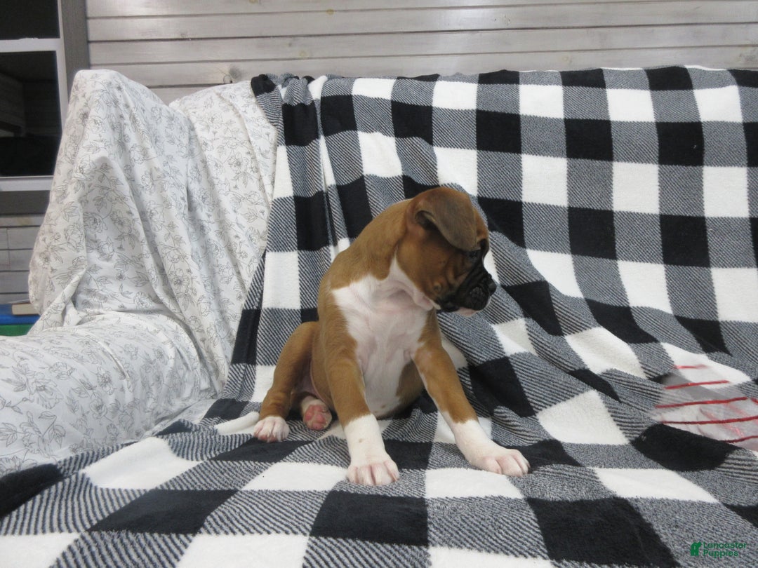 Boxer dogs for sale: Noel - Ad 6