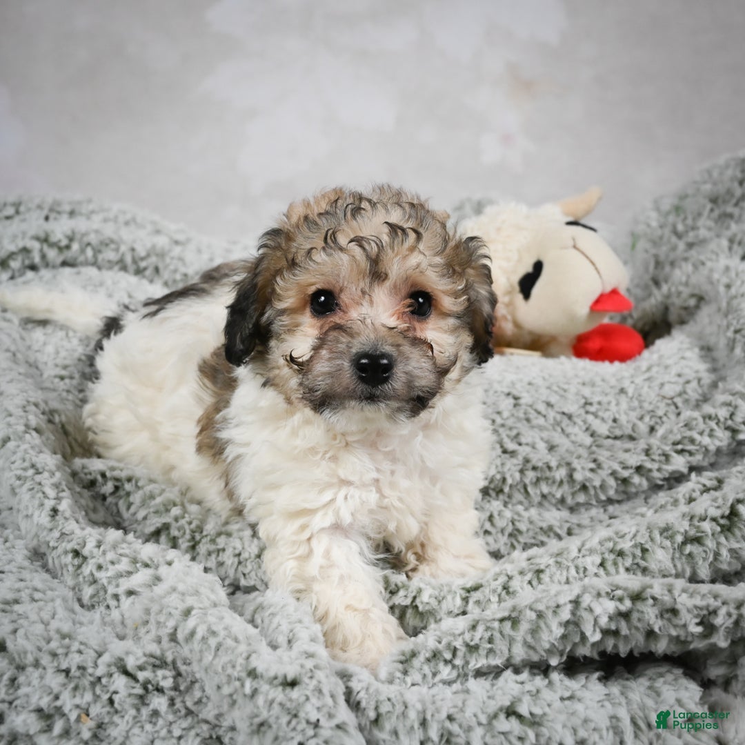 Bichpoo dogs for sale: Brady - Ad 10