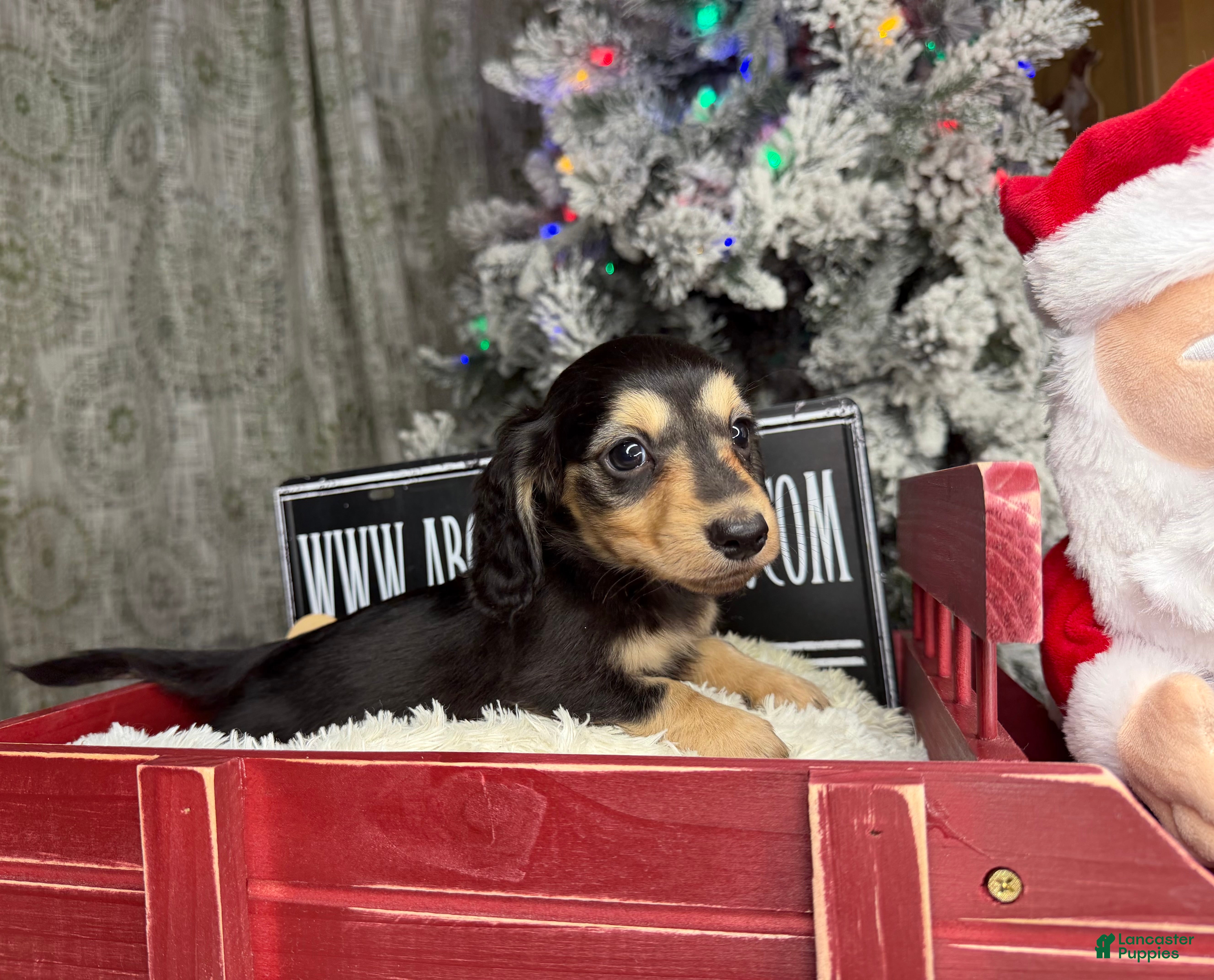 Miniature Dachshund dogs Gorgeous  - Ad 7